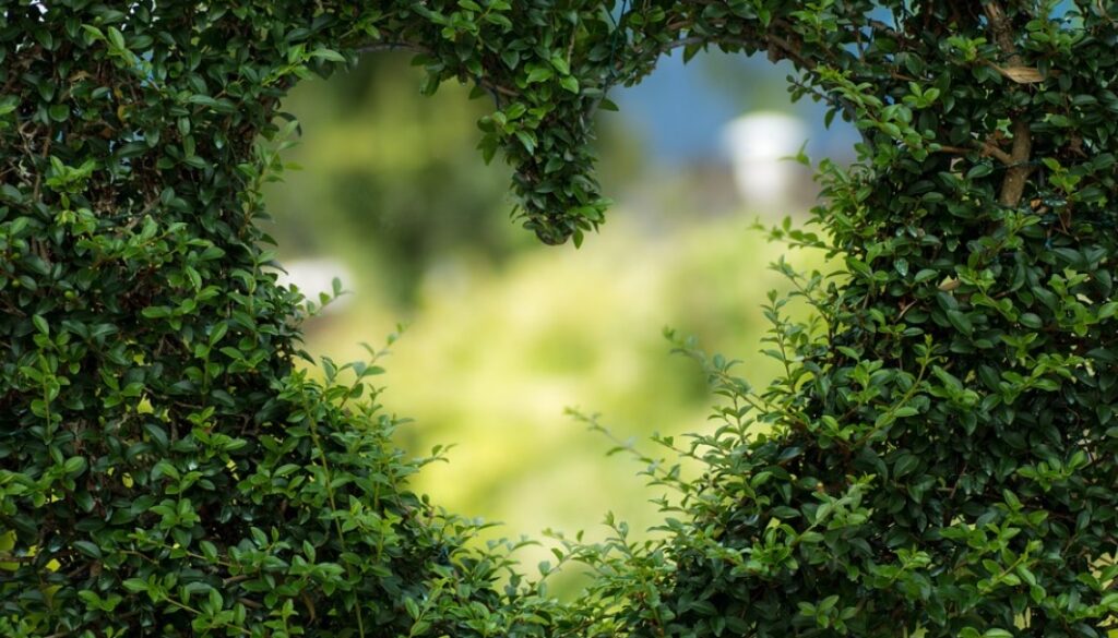 Heart_Leaves_Foliage_-_Free_stock_photo_on_Pixabay