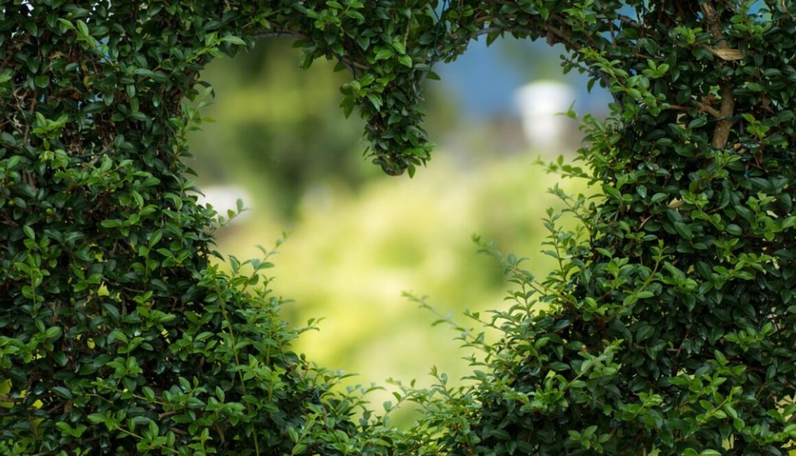 Heart_Leaves_Foliage_-_Free_stock_photo_on_Pixabay